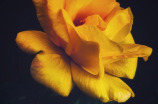 黄玫瑰的花语是什么意思(黄玫瑰的花语是什么意思？体会一下)
